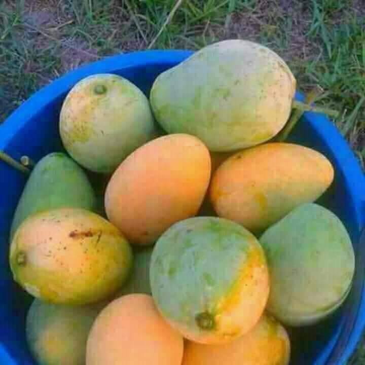 হাঁড়িভাঙ্গা আম ৩